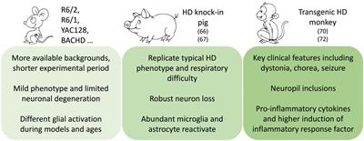 Neuroinflammation in Huntington’s disease: From animal models to clinical therapeutics
